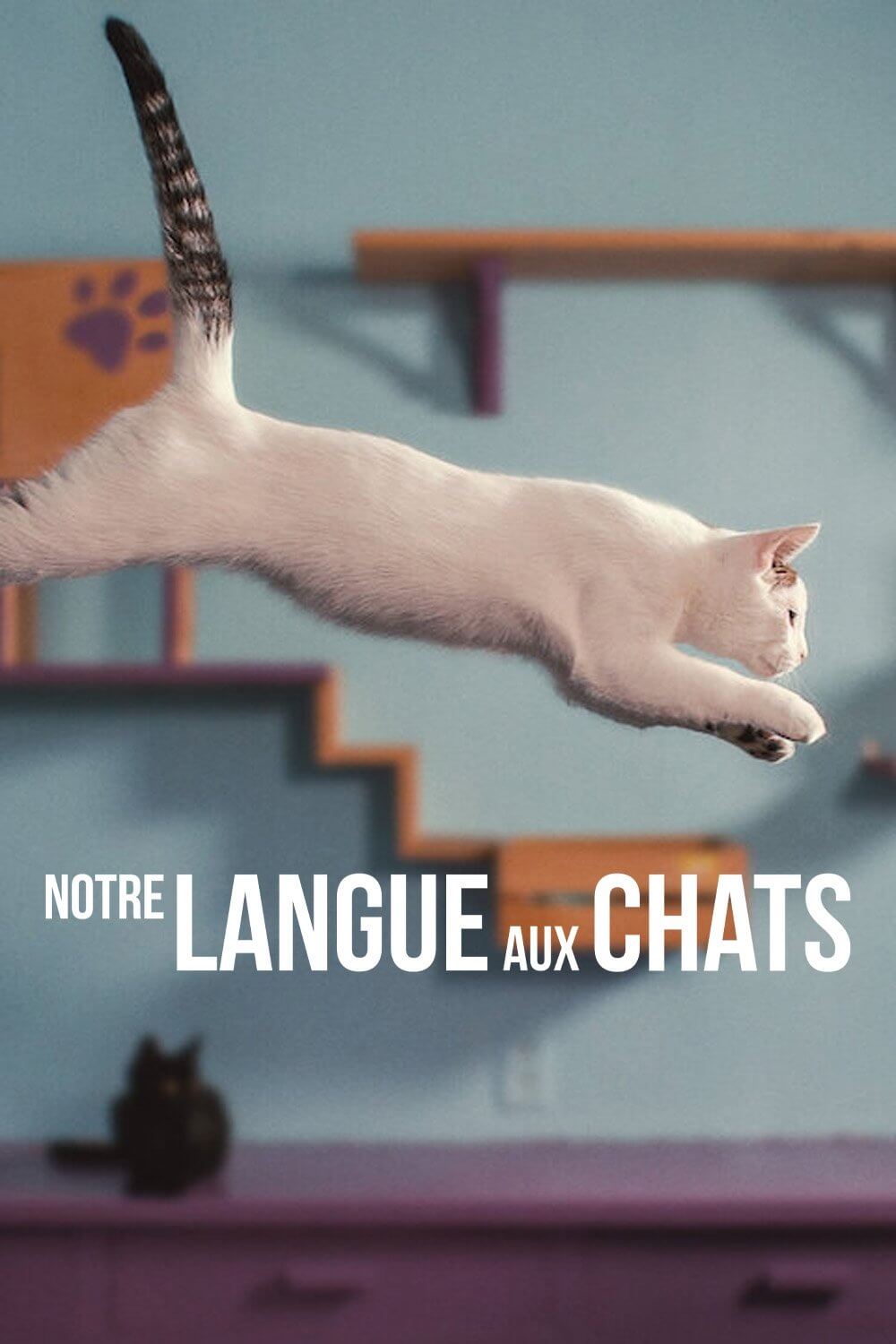 Inside the Mind of a Cat